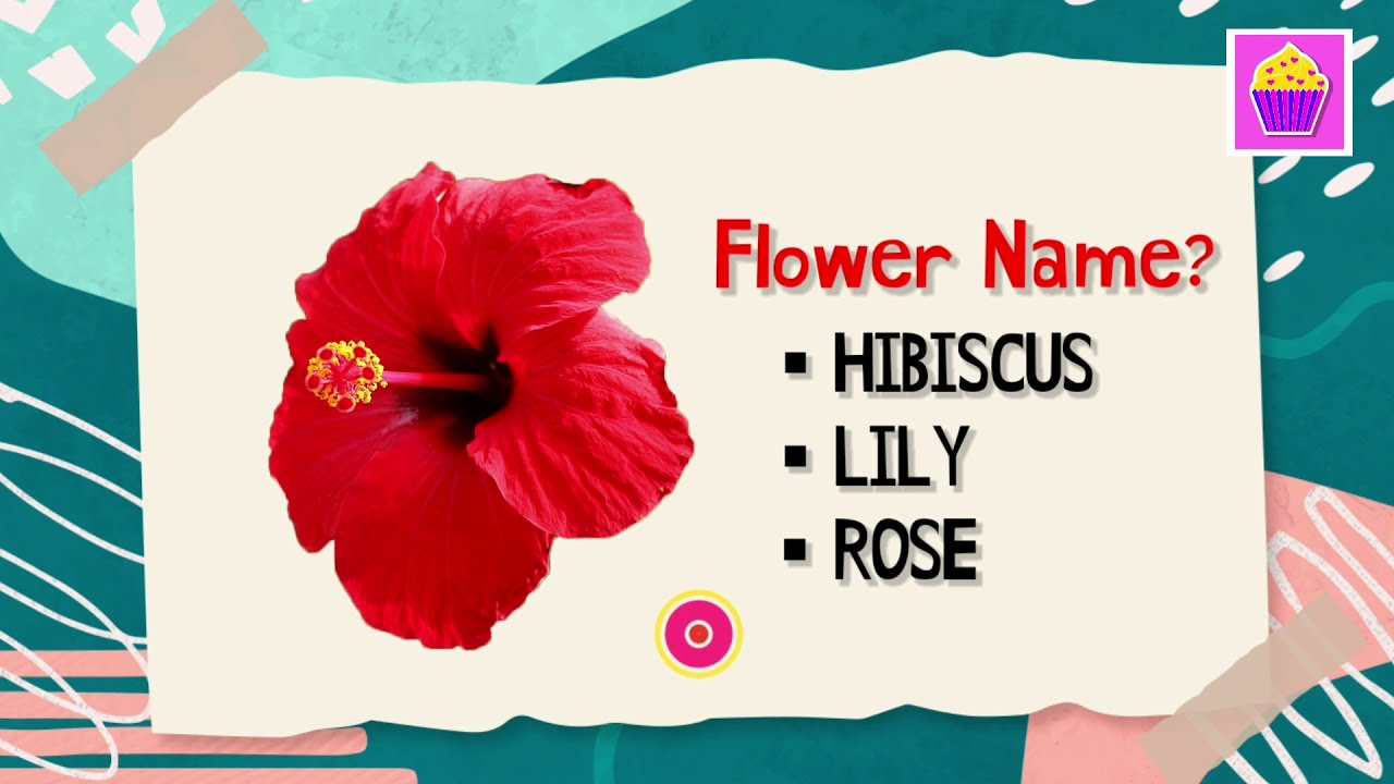 Can You Guess Flower Name Quiz | Fun Learning Games For Kids, Toddlers, preschool | Cute Cupcakes