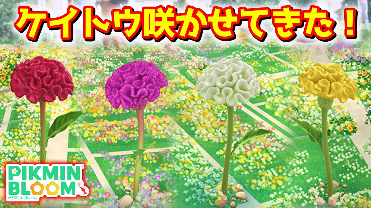 【ピクミンブルーム】ケイトウ咲かせてきた！【Pikmin Bloom】