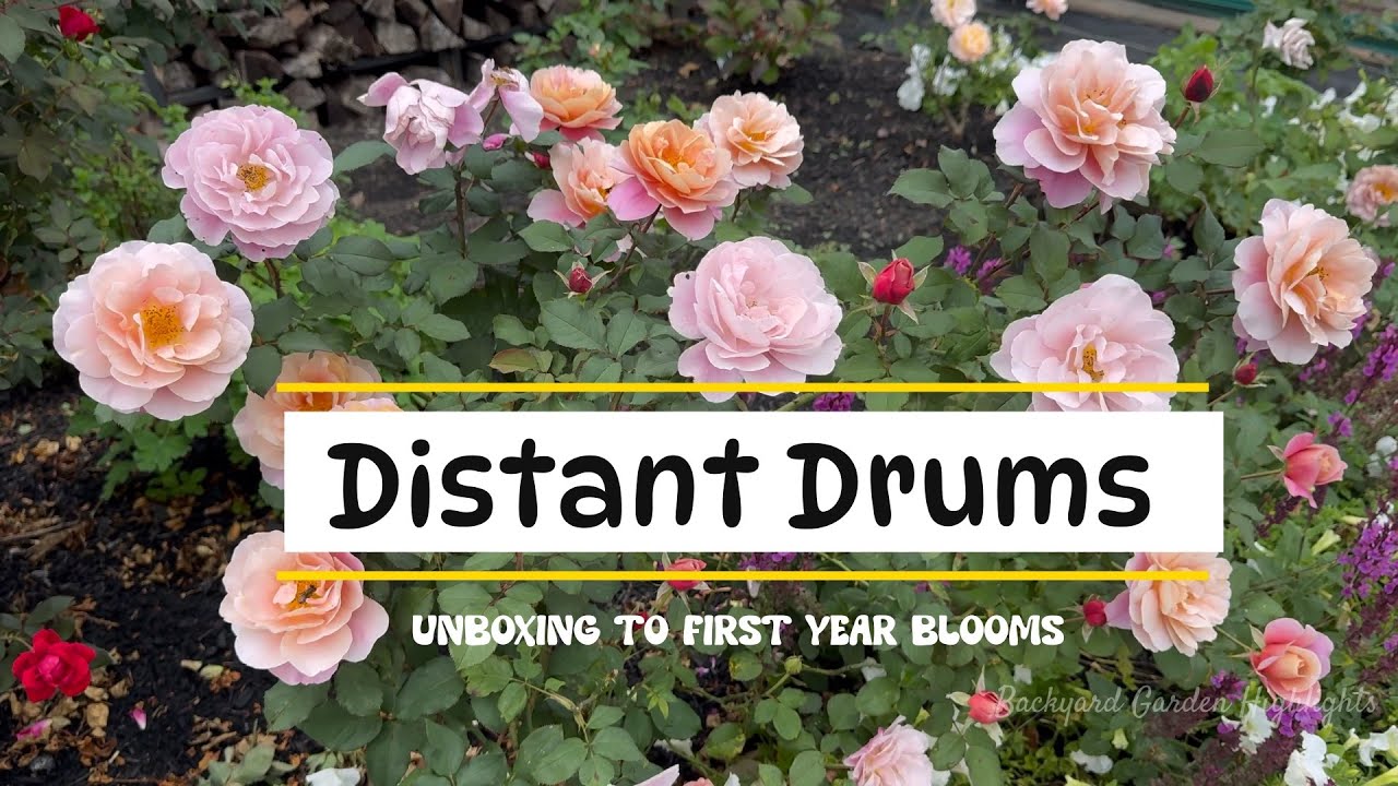 Distant Drum Rose: From Unboxing to Blooms & Care Guide ⭐️⭐️⭐️.5  | Heirloom Roses.com