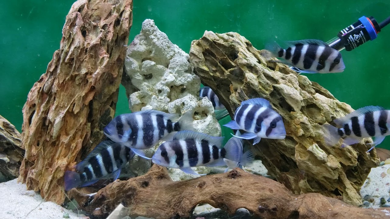 Фронтоза Бурунди #32 Daniken Aquatics Top 100 Fish Of The Fish House