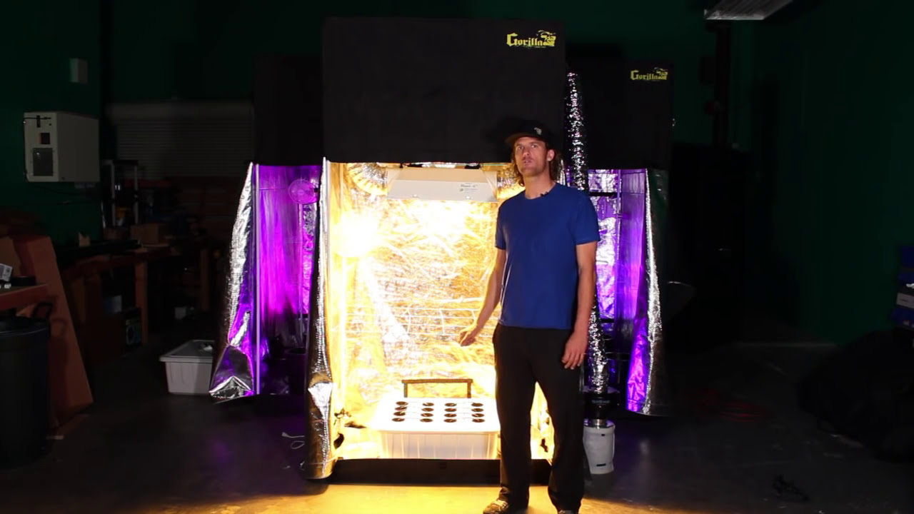 World's Best Grow Room Setup with Gorilla Grow Tent