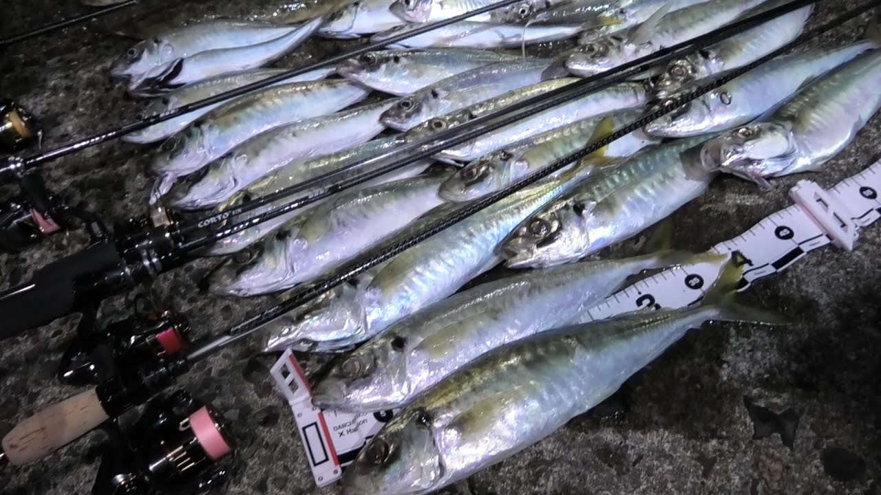 40cm超えのギガアジが乱舞。コルトシリーズの限界に挑む。