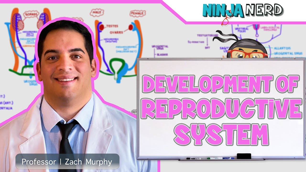 Embryology | Development of Reproductive System