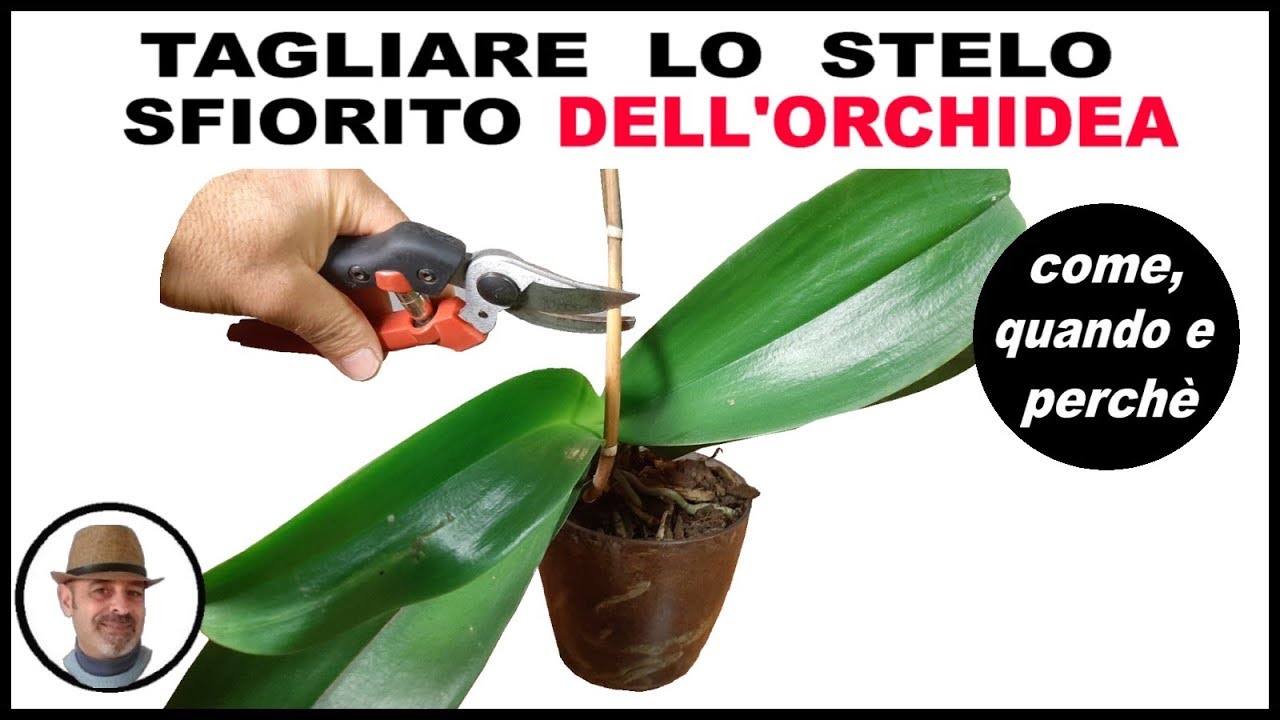 TAGLIARE LO STELO SFIORITO DELL'ORCHIDEA PHALAENOPSIS, come quando e perch&egrave;