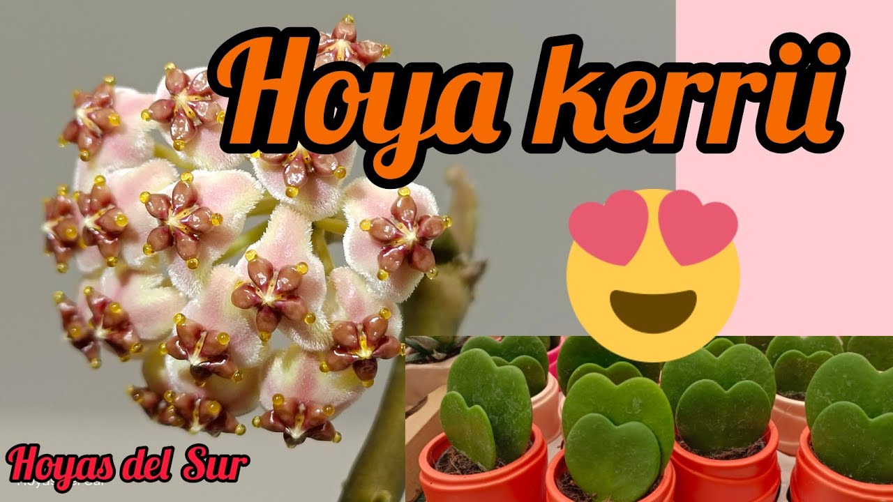 Hoya kerrii. Hoya de Corazón. Tips. Sweet Heart Hoya. Hoyas del Sur.