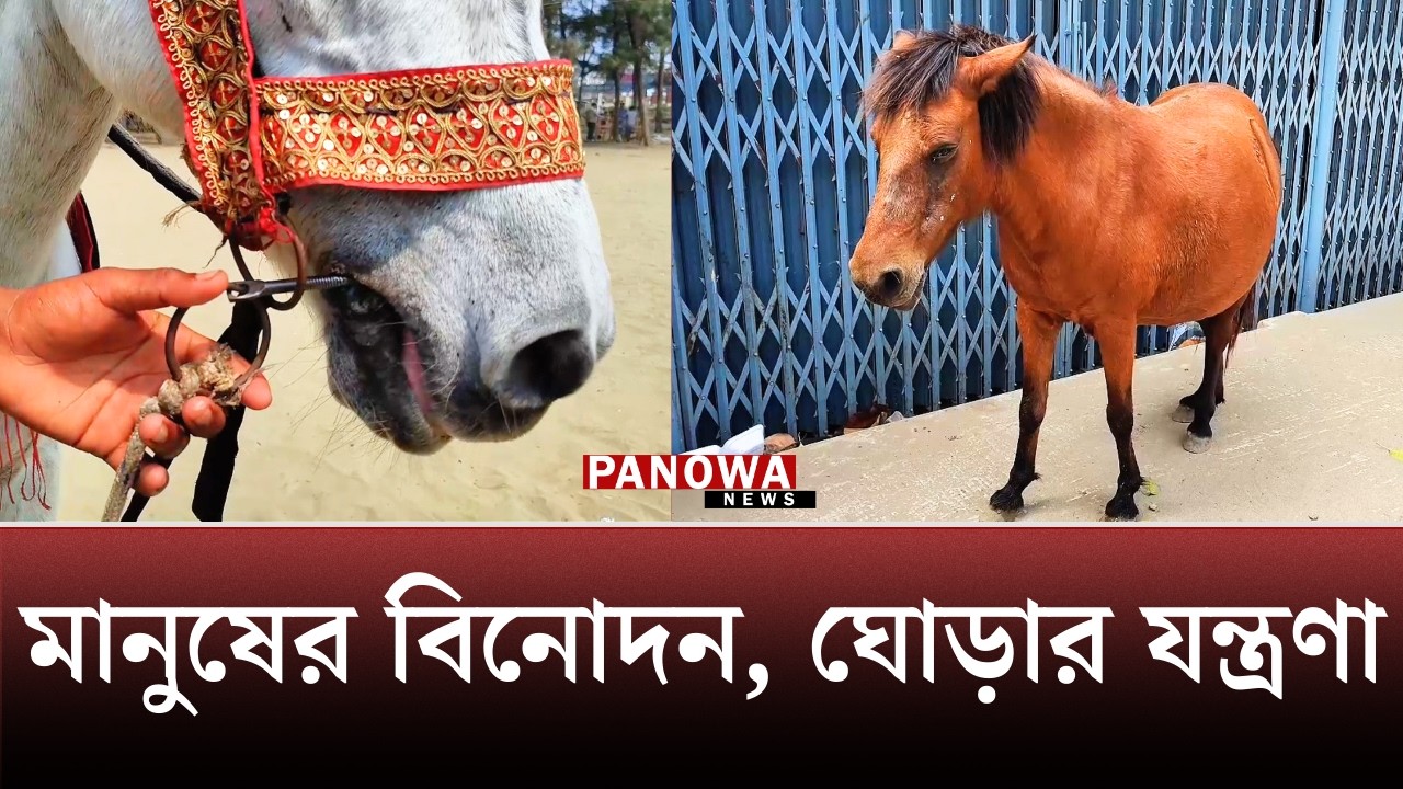 সৈকতের বিনোদনের আড়ালে ঘোড়াদের কষ্টের গল্প | Cox’s Bazar Tourism | Abandoned Horses Story