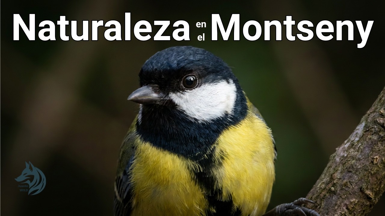 Aves del Bosque, descubriendo el Parque Natural del Montseny