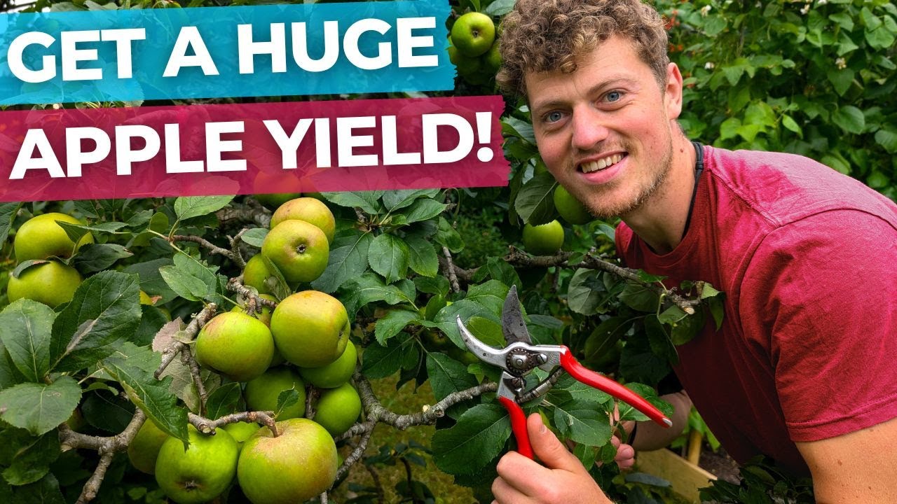 How to Grow a Big Apple Yield on Your Fruit Trees | Pruning Walkthrough