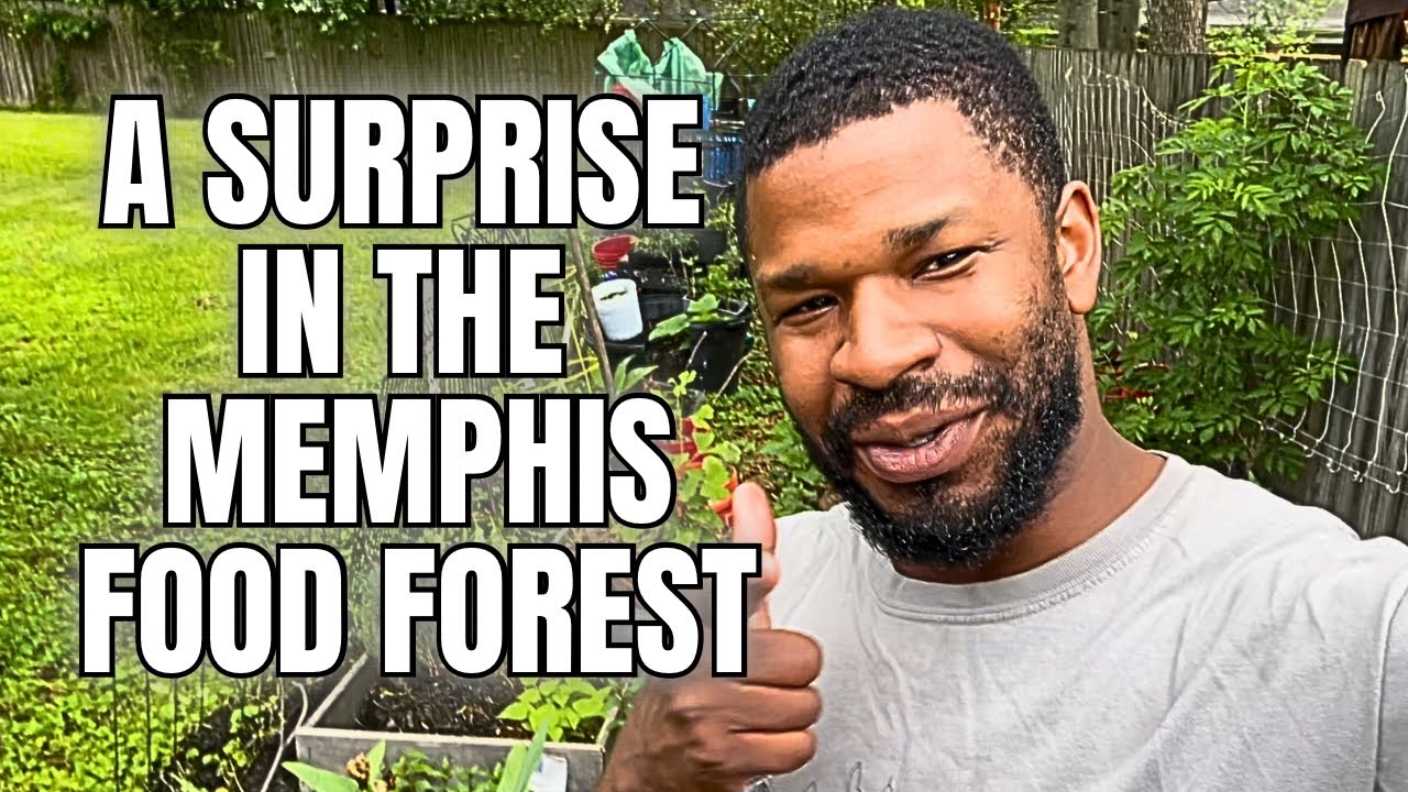 May 2025 Garden Walk-Through: A Surprise Awaits! #MemphisFoodForest