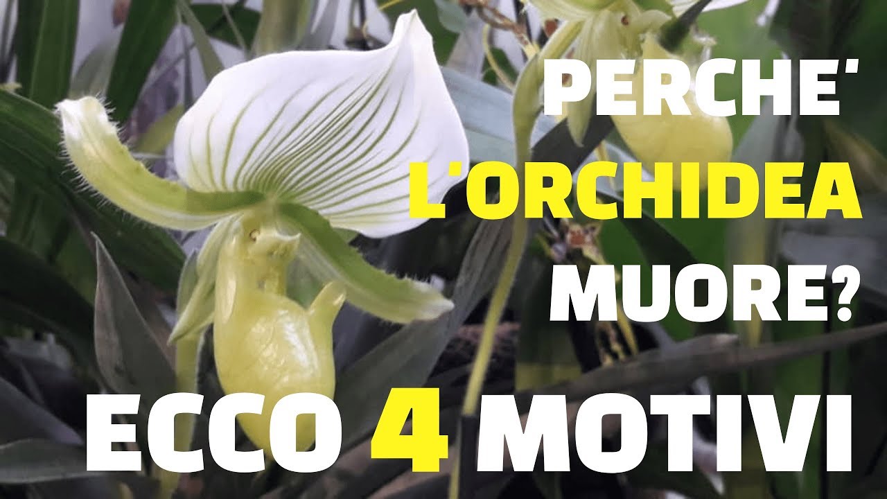 Perchè l'orchidea muore? Ecco 4 motivi
