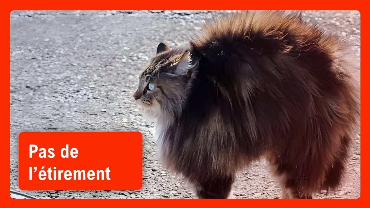 Pourquoi les chats soulèvent le dos [Langage Corporel]