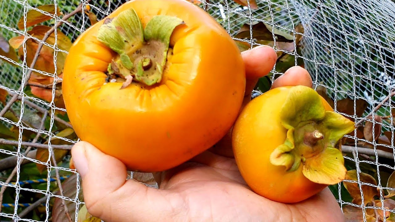 Фую против Дзиро: ГЛАВНЫЙ тест на вкус хурмы! (Какая лучше?)