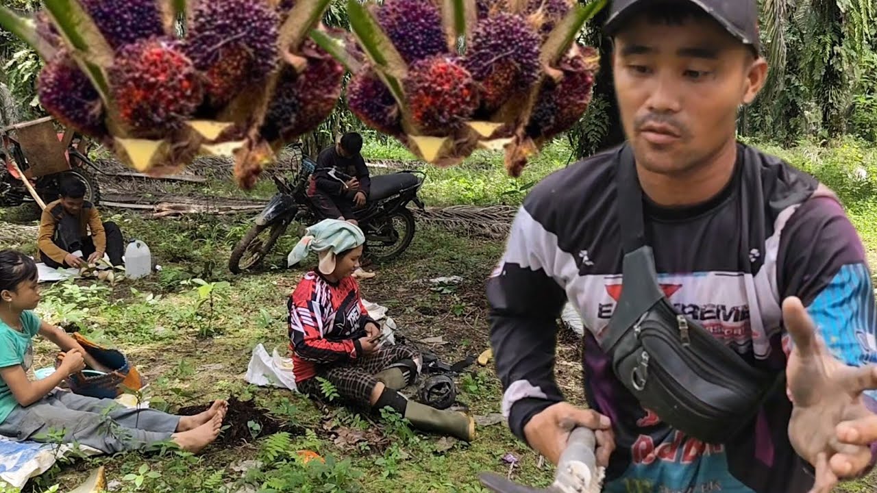 DILUAR NALAR BUAH POKOK SEDANG  INI,,!! #video 