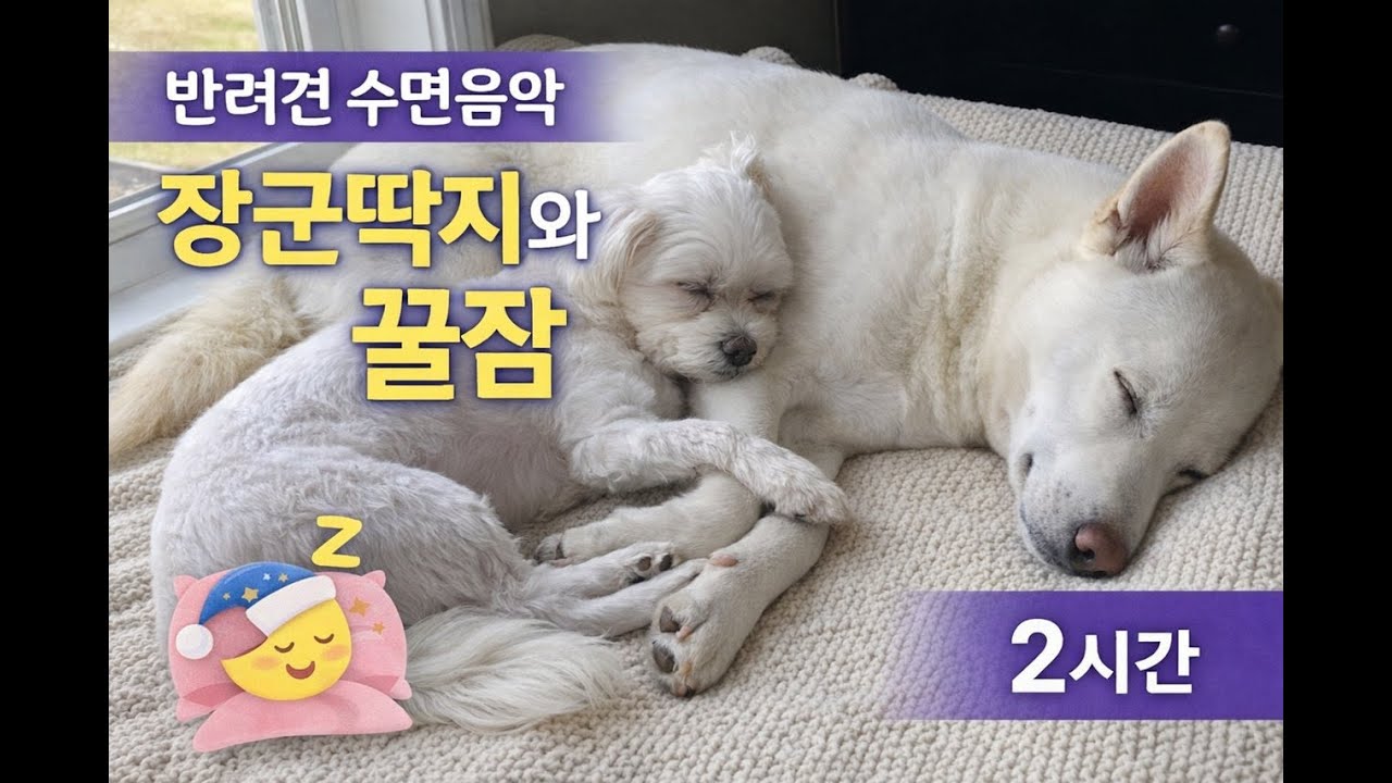 @장군딱지   반려견 수면음악 2시간 #말티즈 #말티즈일상 #강아지수면음악 #수면음악 #힐링음악 #힐링영상 #불면증 #강아지와 함께 꿀잠 #진도개