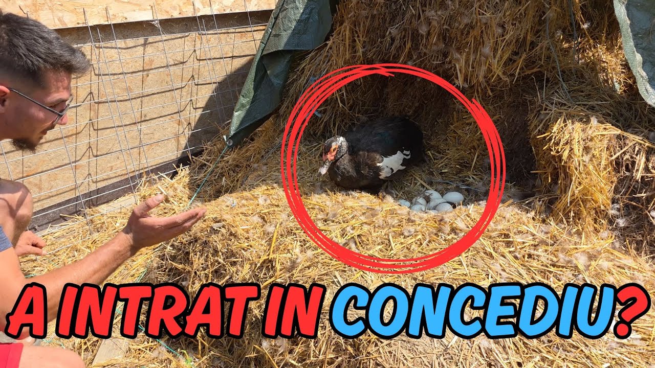 AM INCEPUT PROIECTUL SI AU APARUT PRIMELE PROBLEME