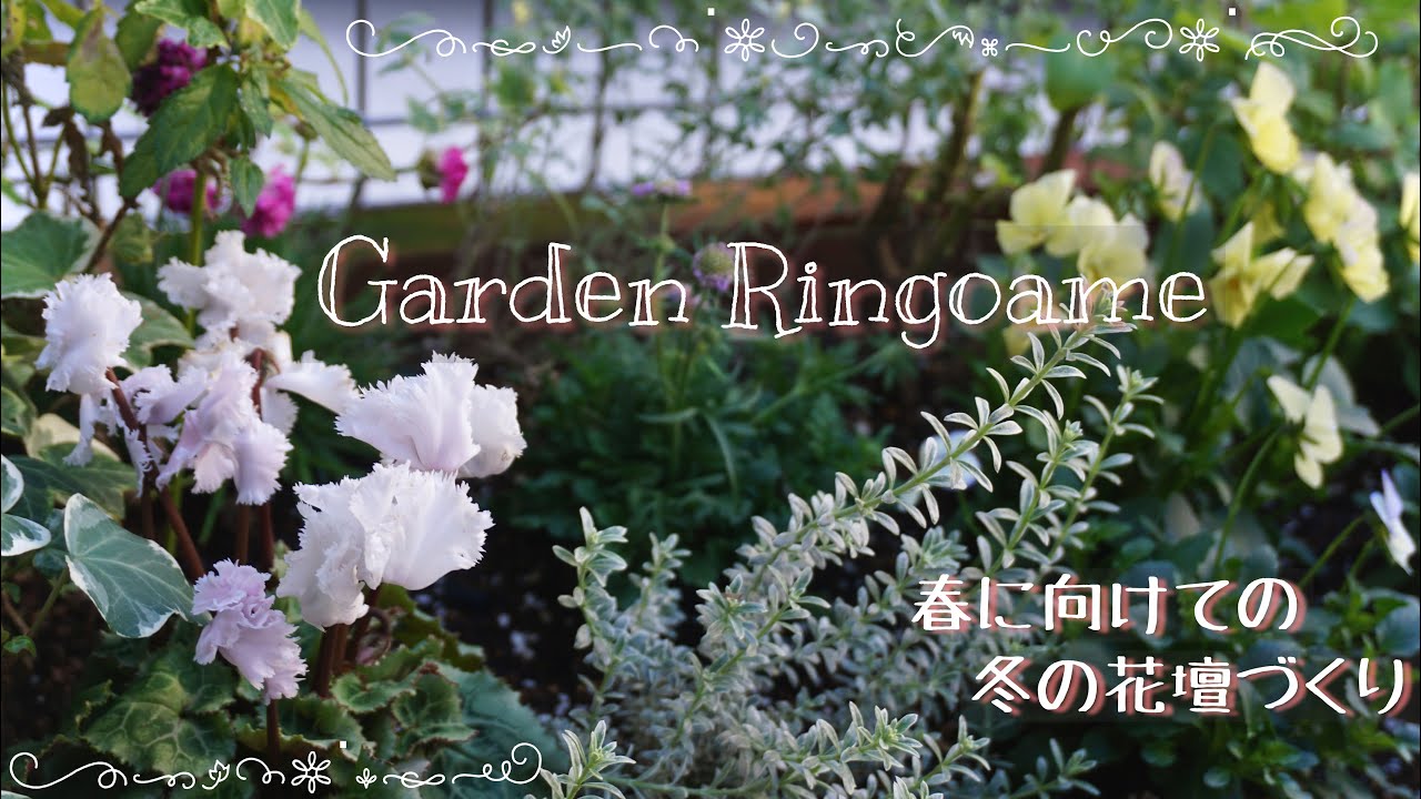 【花壇】春に向けての冬の花壇づくり🌼冬の間も楽しめるリーフやお花🌿【ガーデニング】