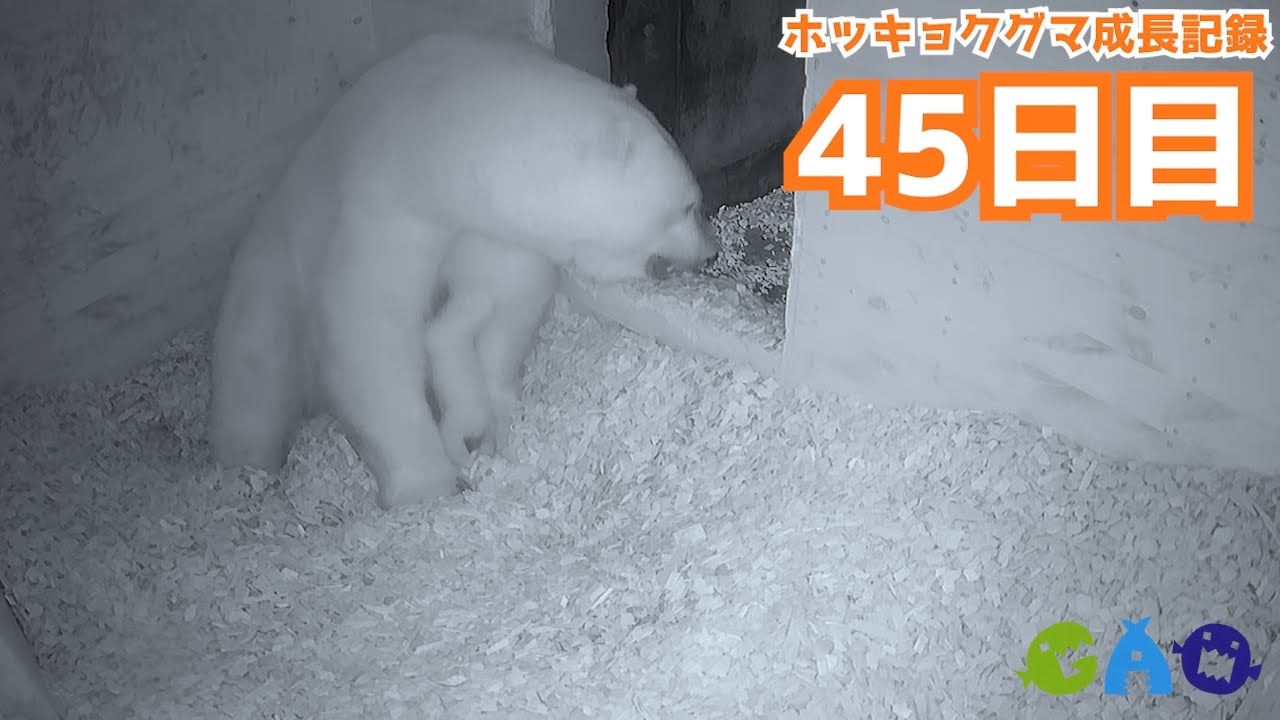 【45日目】ホッキョクグマ成長記録22