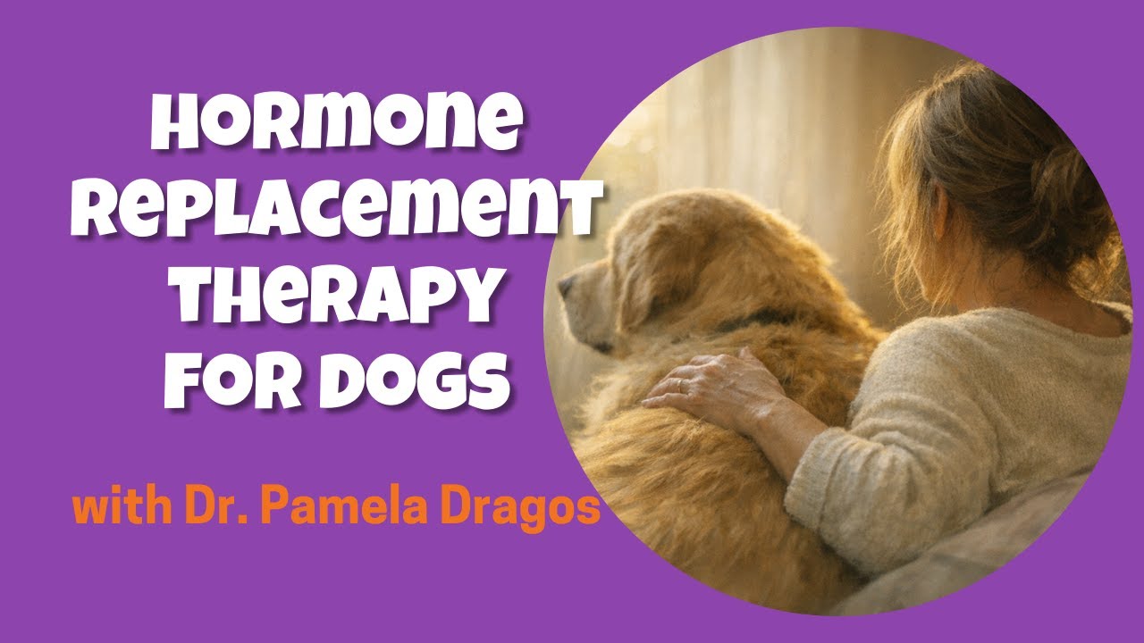 Hormone Replacement Therapy for Dogs