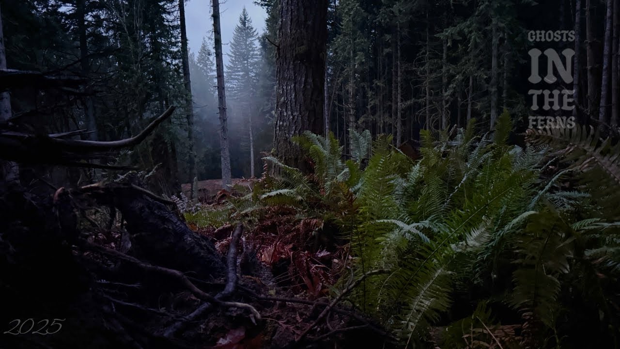 Late Season Blacktail | Washington State | 2025