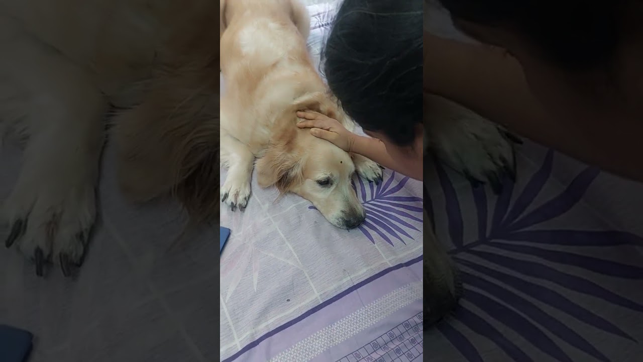 মেয়ে কে  অনেক যুদ্ধ করে স্নান করতে নিয়ে যেতে হয়।,,😟😓😰😰