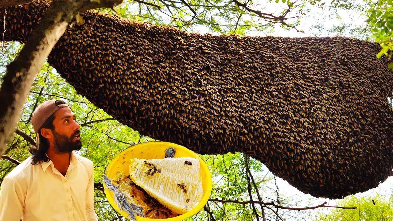 Huge Honey Harvesting in Winter Season -