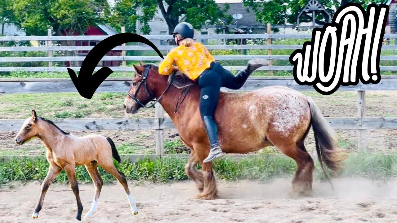 DID I FALL OFF?! Riding Bitless & Bareback
