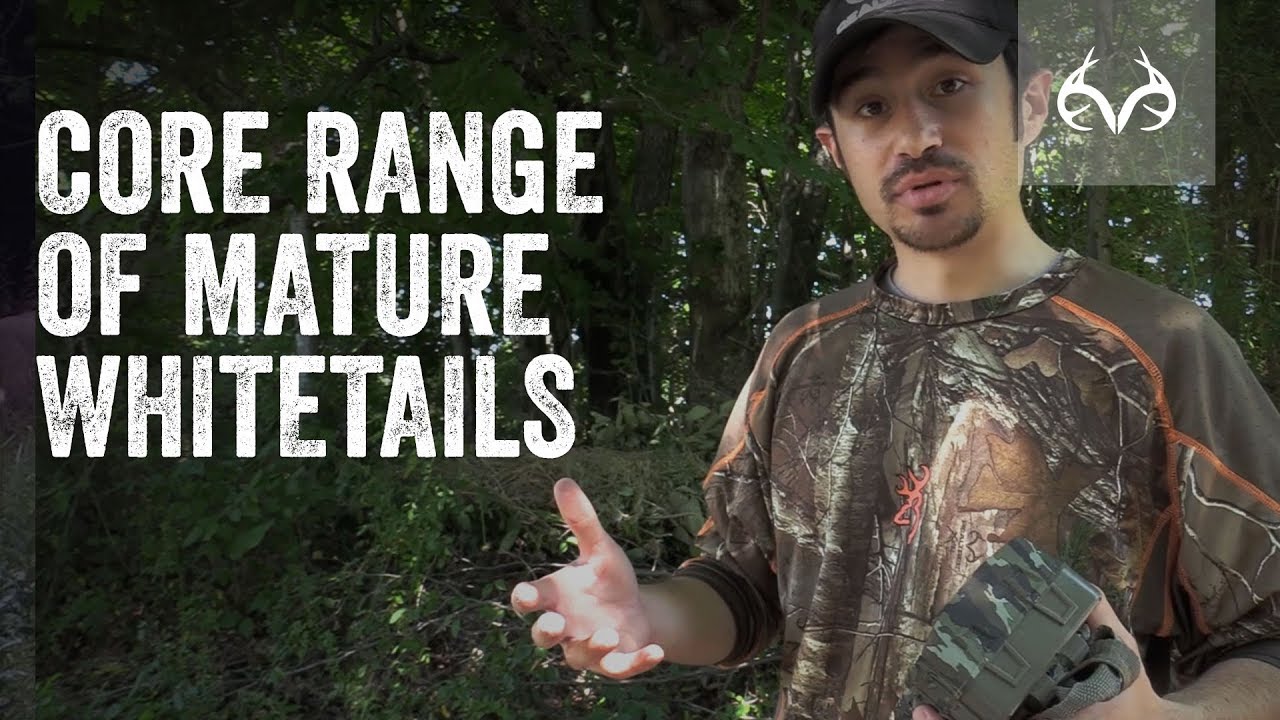 How to Learn a Whitetail Buck's Core Area