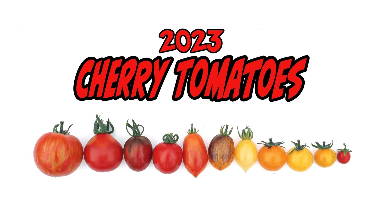 Тур «Черри Томат» 2023 года