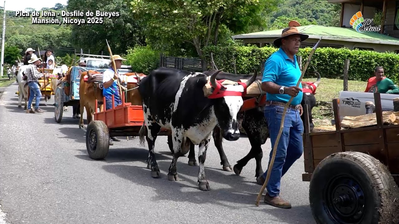 Pica de leña y Desfile de Bueyes Mansion de Nicoya Guanacaste, Costa Rica.