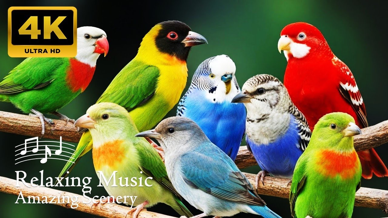 🕊️Serenity in Sound 🎹🌧️ | Piano Melodies, Gentle Rain & Birds’ Lullaby for Peaceful Mindfulness🕊️🌿
