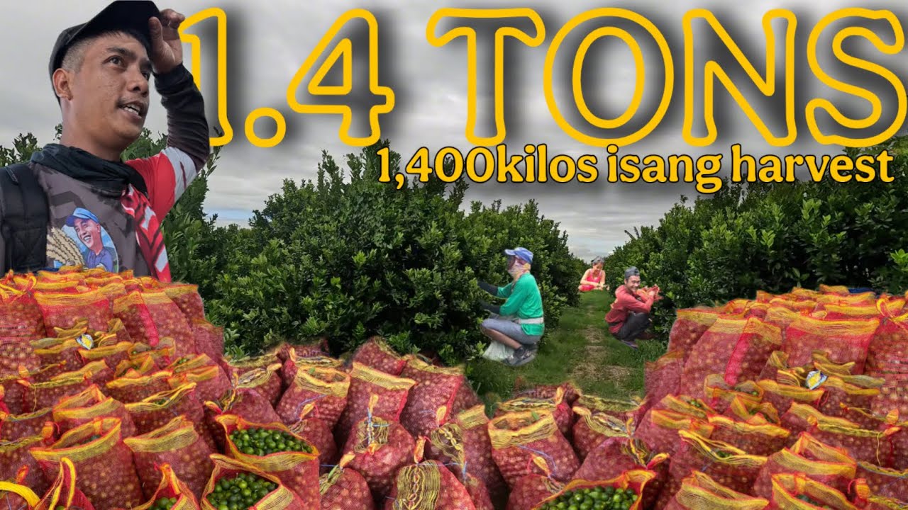 DAY 4 GINTO ANG PRESYO WALA PA SA KALAHATI ANG NAHAHARVEST