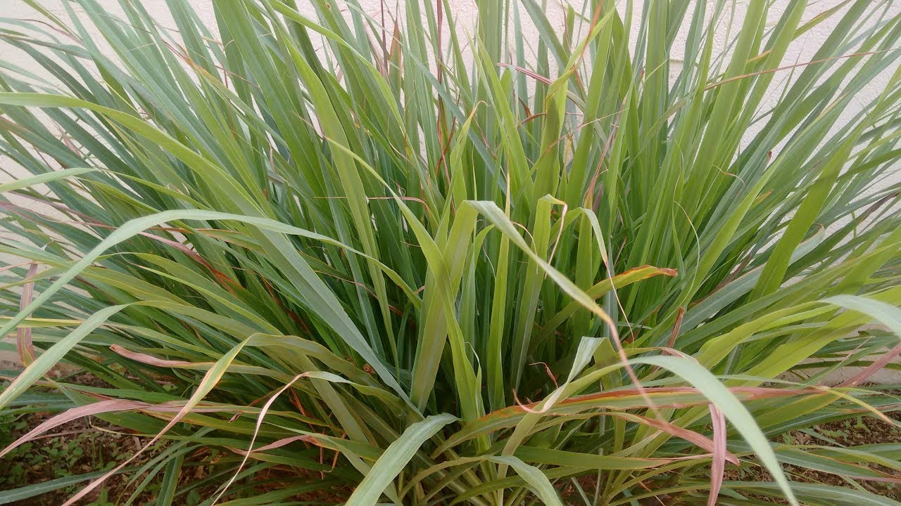 Como plantar capim-cidreira!!!
