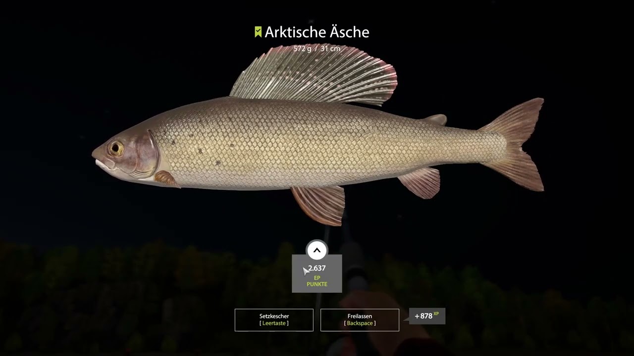 Russian Fishing 4. Peledmaräne an der Unteren Tunguska. (Match)