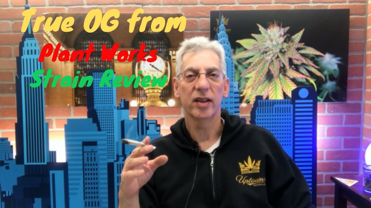 True OG Cannabis Strain Review