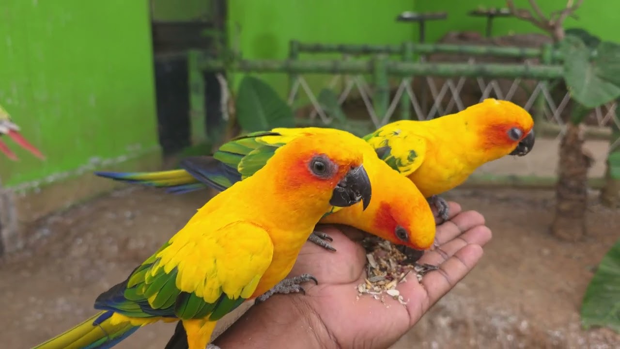 Meet My Feathered Friends