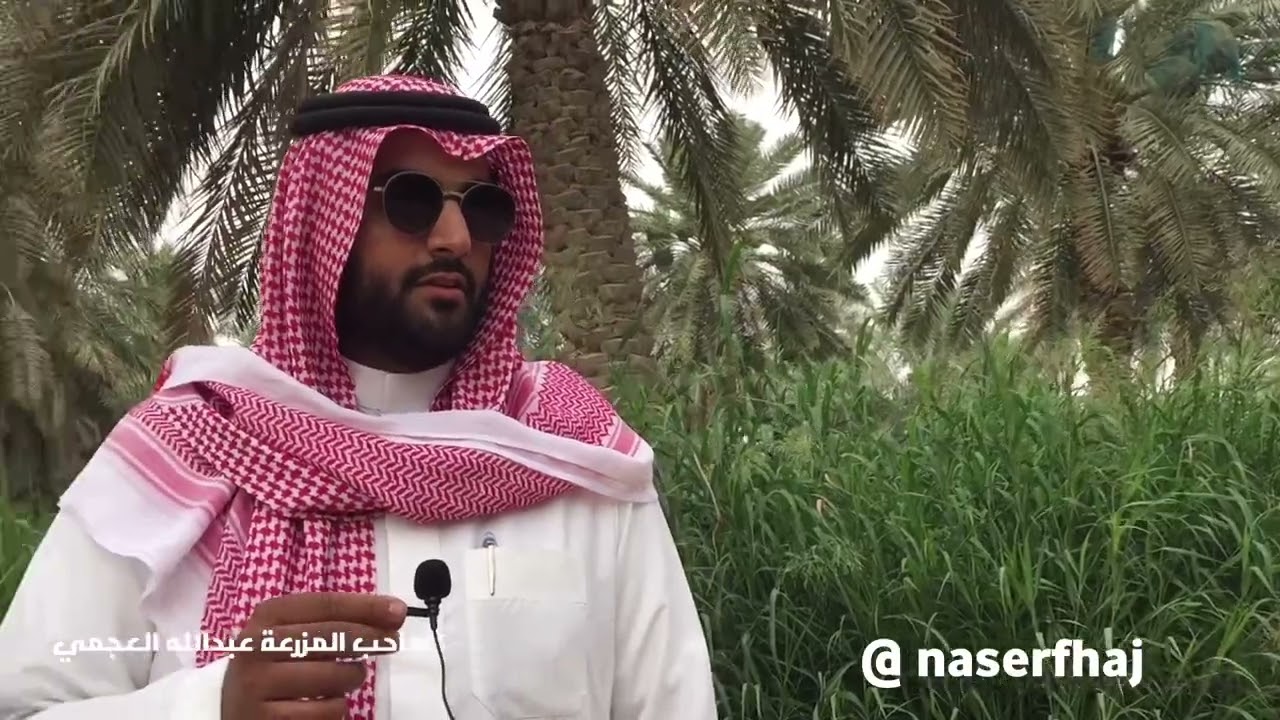 #شاهد #فيديو جولة في مزارع النخيل في جنوب وادي العجمان