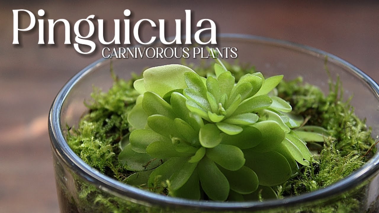 How to propagate and repot Pings (Pinguicula/Butterworts) | Carnivorous Plants