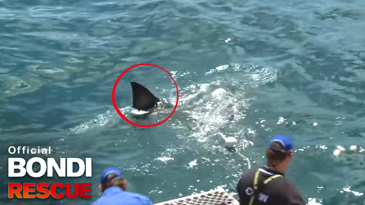 Kerrbox vs. Great White Shark | Bondi Rescue S8 E9