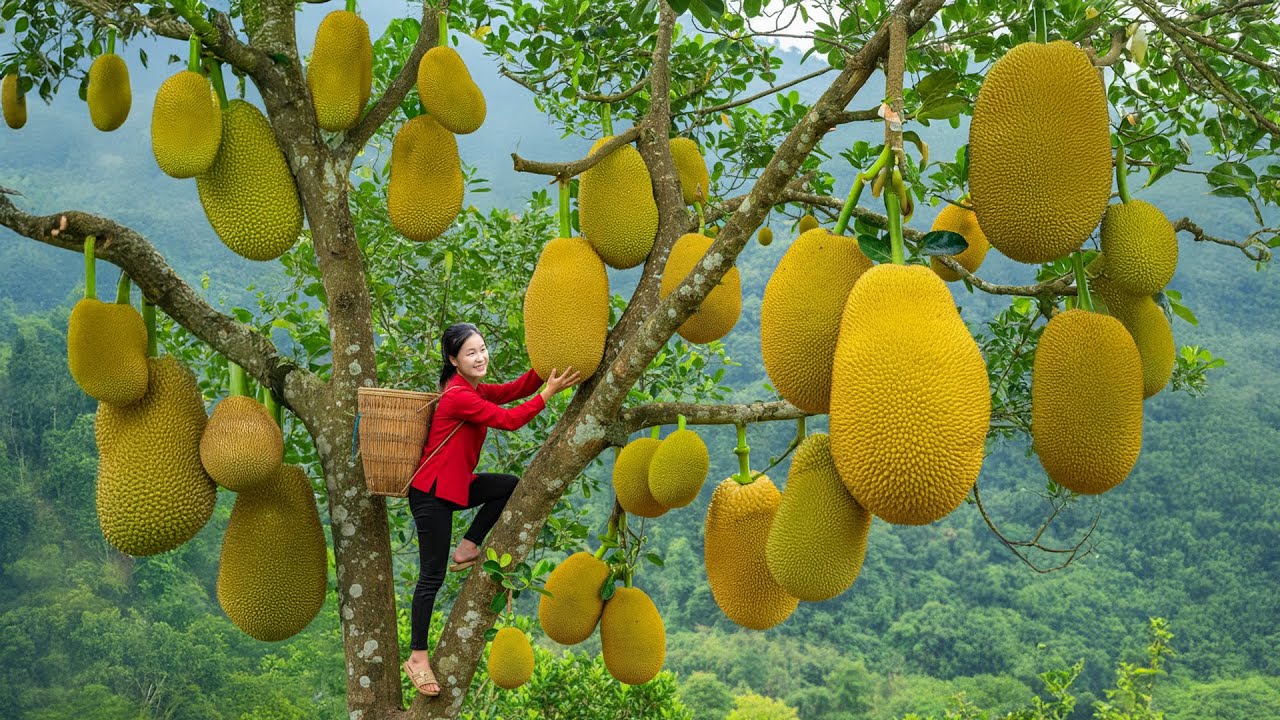 Full Video : Harvesting Giant Jackfruit From Farm 🍈  Go To Market Sell For Family Life