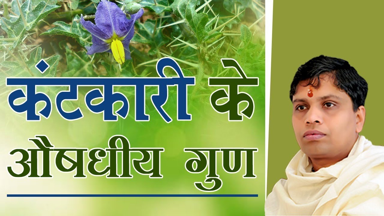 कंटकारी के औषधीय गुण | Acharya Balkrishna