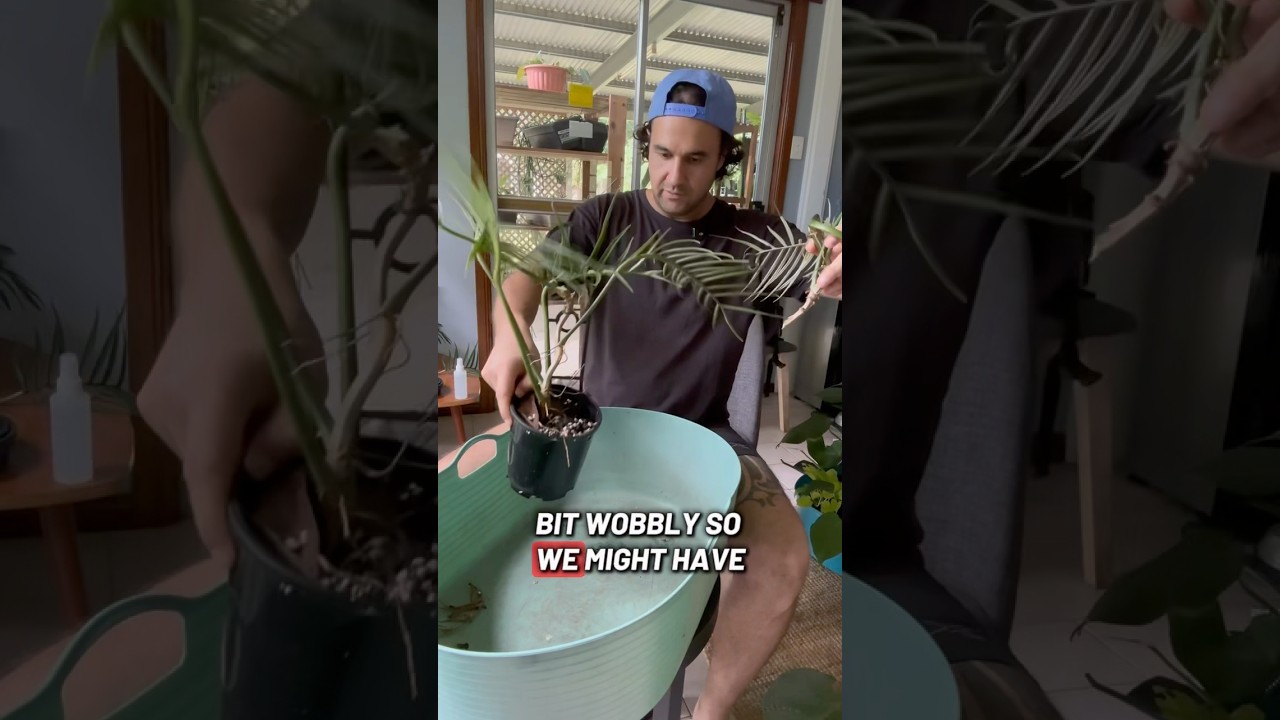 Philodendron Tortum #garden #houseplants #plants #gardening #philodendron #plantcare #indoorplants