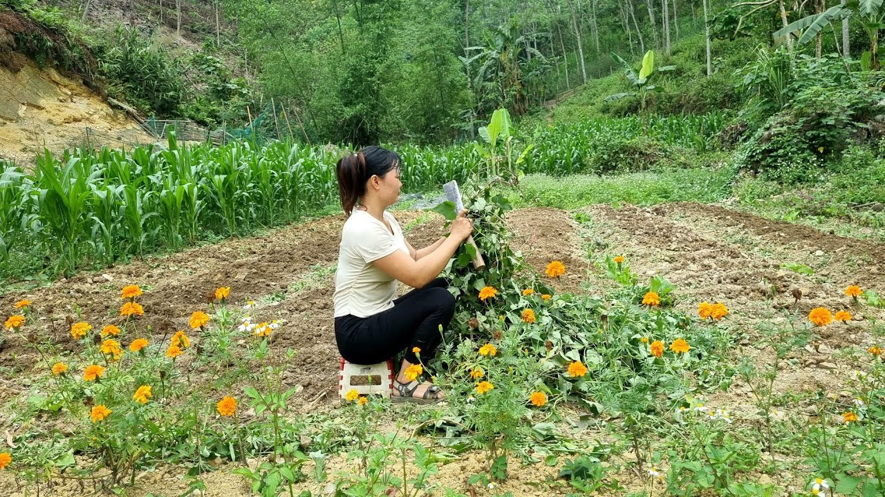 Clean up around the wooden house, make a garden and plant sweet potatoes