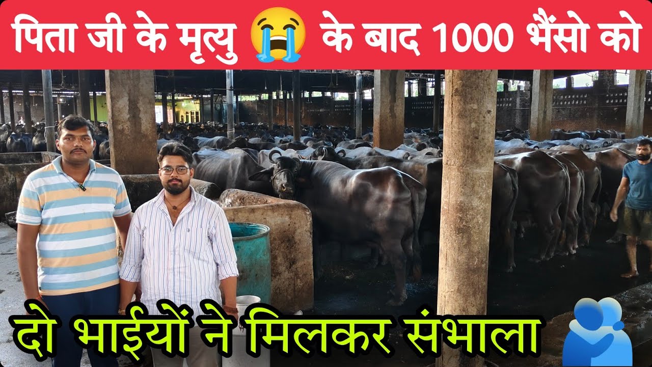 1000 भैंसो के Farm को पिता के मृत्यु 😭 के बाद दो भाई संभाल कर करते हैं करोड़ों का Dairy Business 🫂