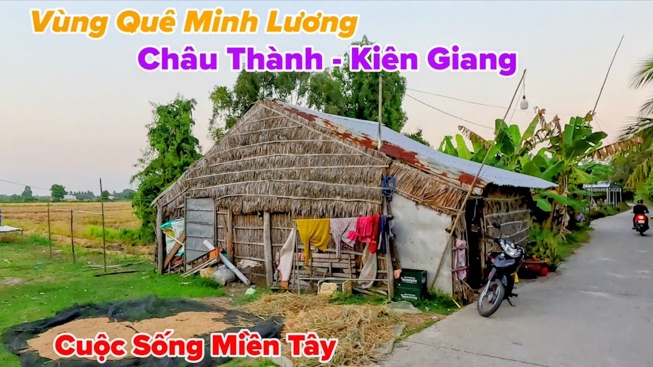 Vùng Quê Kiên Giang Cuộc Sống Chiều Miền Tây Cánh Đồng Lúa Chính Vàng Rực Rỡ 