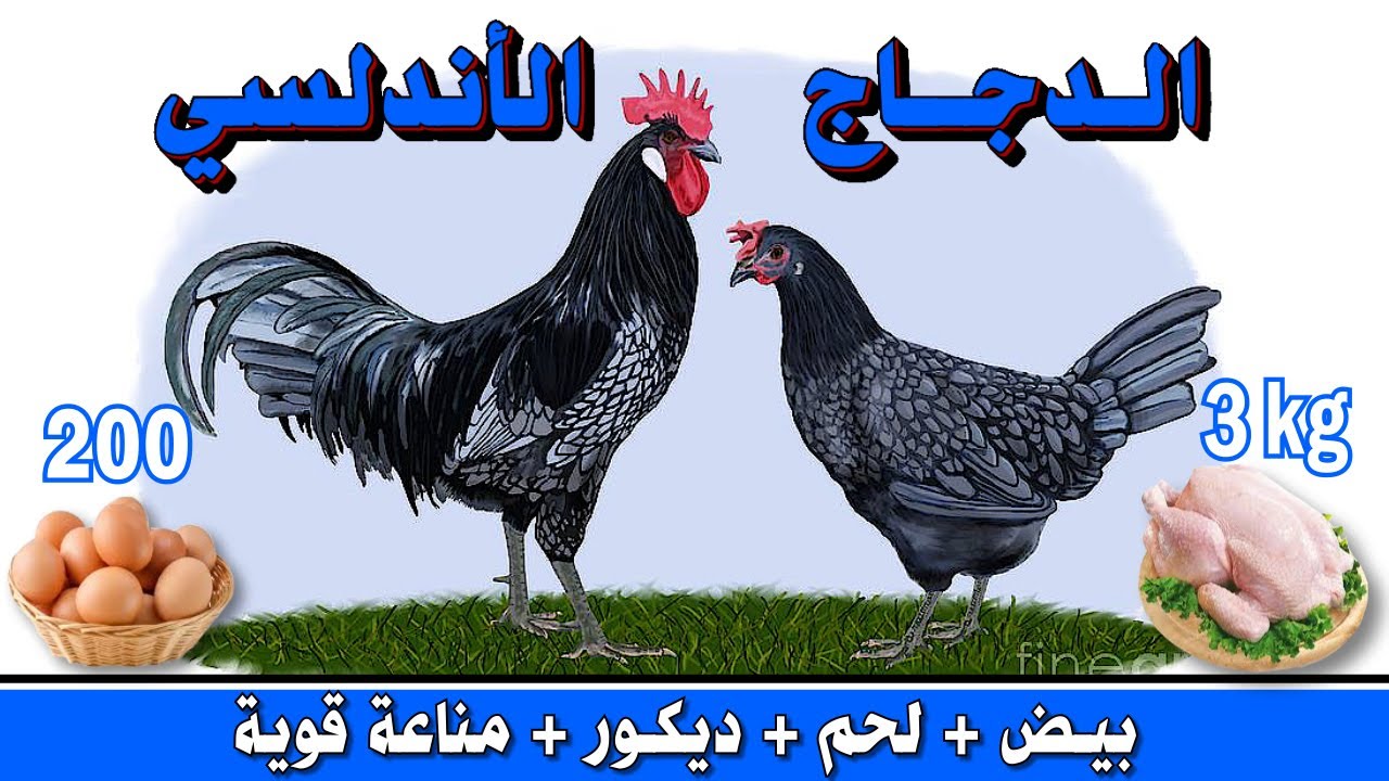 كل ما يجب عليك أن تعرفه عن سلالة الدجاج الأندلسي🐓 أنواعه؛ مميزاته؛ سلبياته؛ و ثمنه في السوق