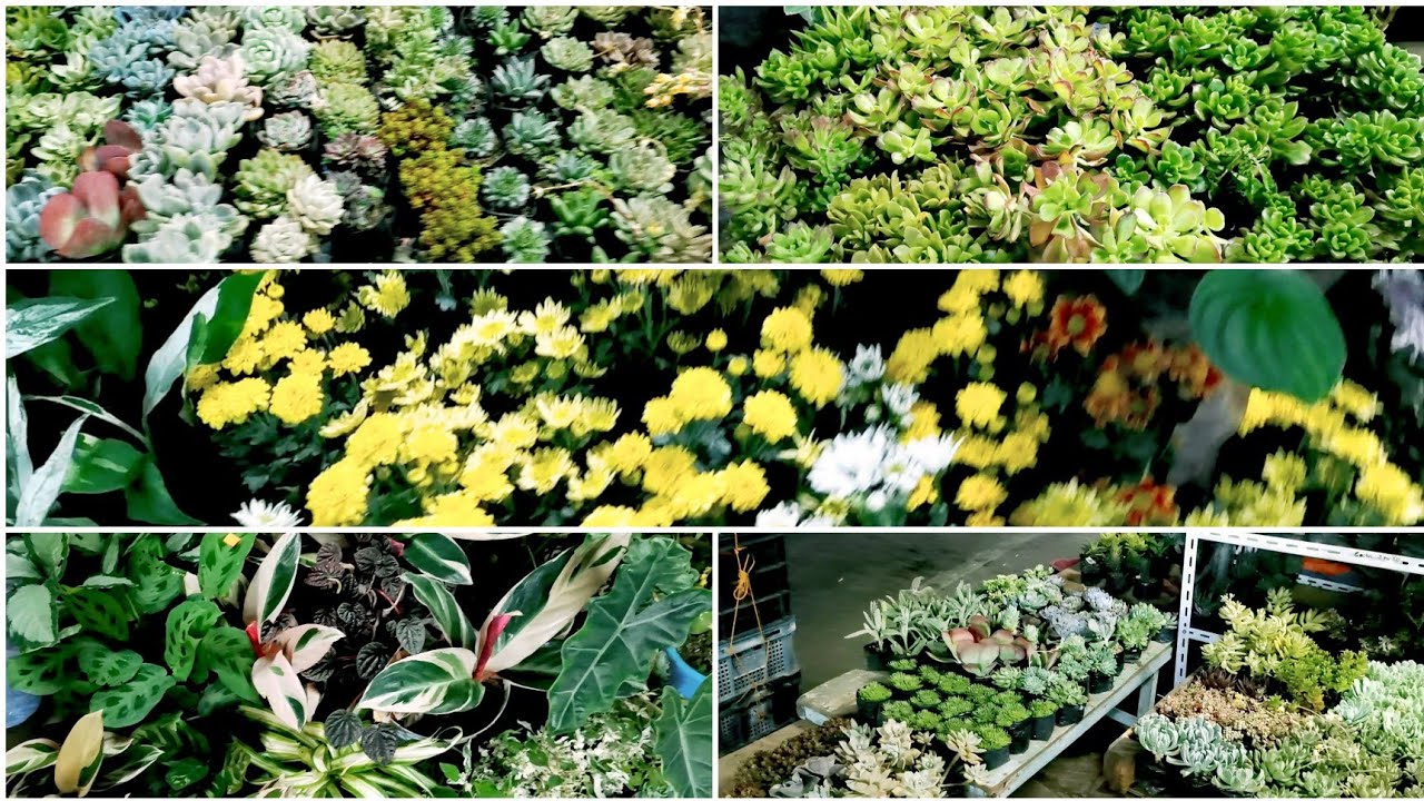 A glimpse @Dangwa Flower Market || Offers  Assorted Plants too (Opens 24 hours)