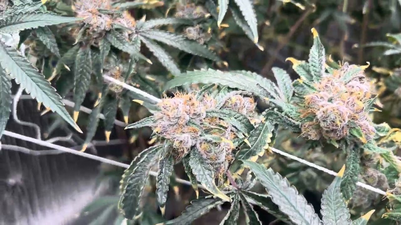 Lemon Cherry Gelato Week 9 , final week before cut :))