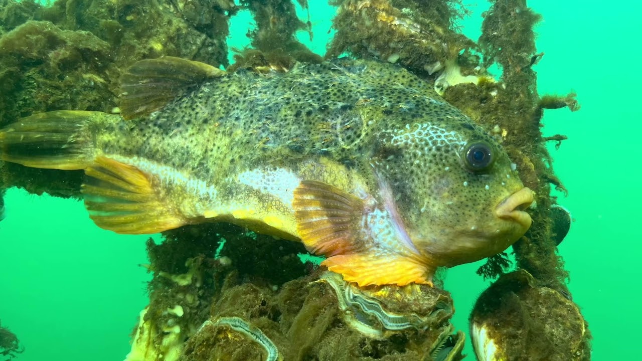 Bergse Diepsluis Hangcultuur | Snotolf / Lumpsuckers