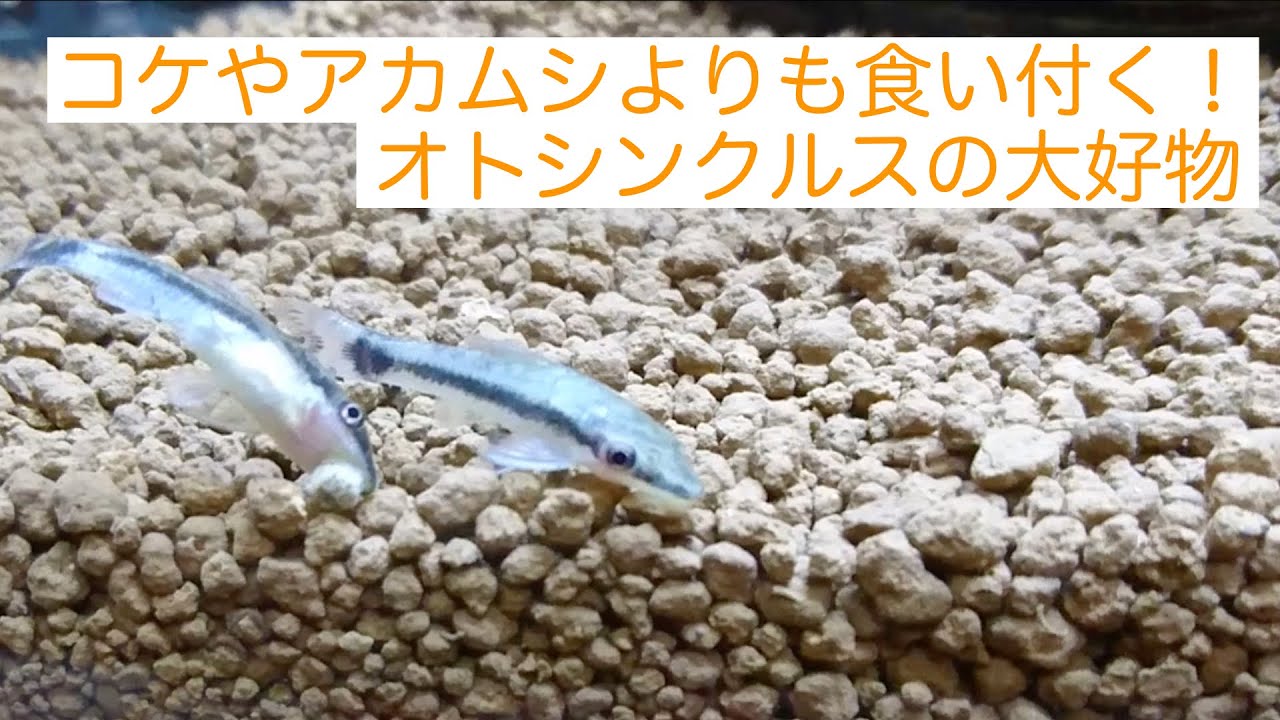 オトシンクルスがコケやアカムシより食いつくエサが超意外