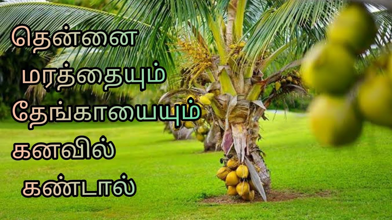 தென்னை மரத்தையும்,தேங்காயையும் கனவில் கண்டால்| thennaimarathaiyum,thengaiyaiyum kanavil kandal palan